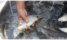 钓鱼人卷毛 爆料视频大全,揭秘钓鱼技巧与心得分享